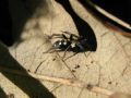 Callilepis nocturna